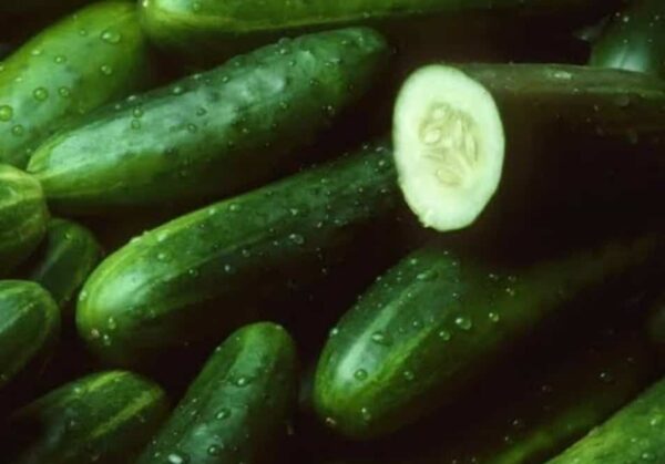 Health Benefits of Consuming Cucumber