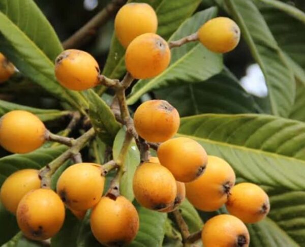 Surprising Benefits of Loquats