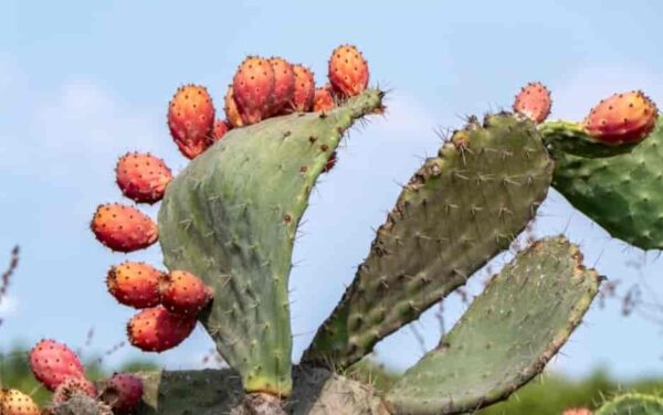 Prickly pear