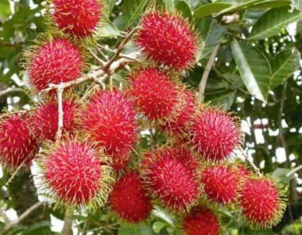 Rambutan