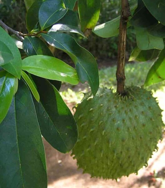 Soursop