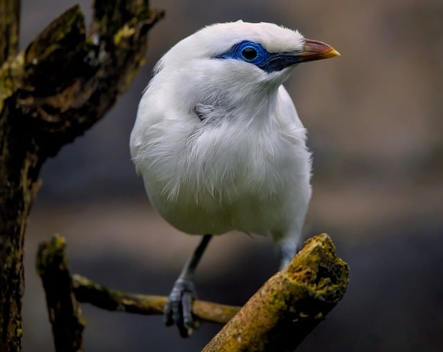 Bali Bird Walk