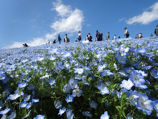 The Hitachi Seaside Park