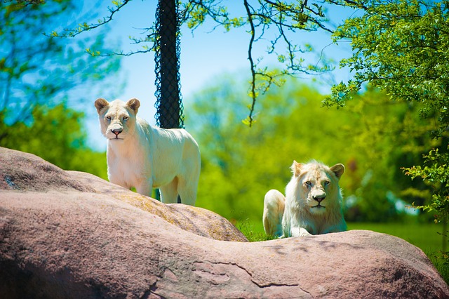 The Toronto Zoo