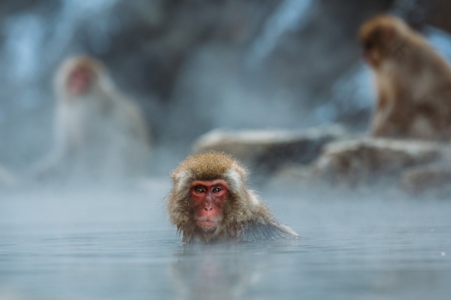 The Jigokudani Monkey Park