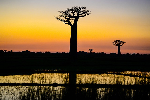 Avenue of the Baobabs, Madagascar