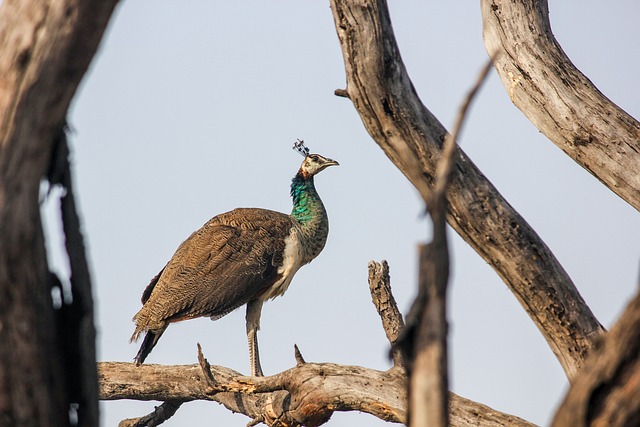 The Sri Venkateswara Zoological Park