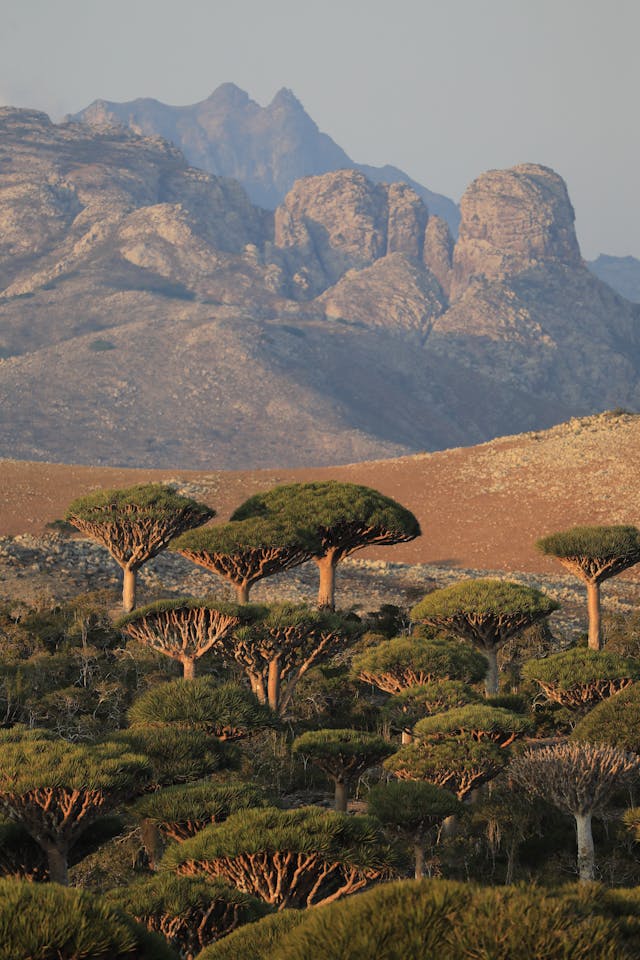 The Socotra Island