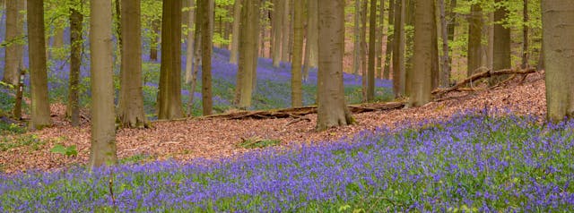 The Hallerbos (Blue Forest), Belgium