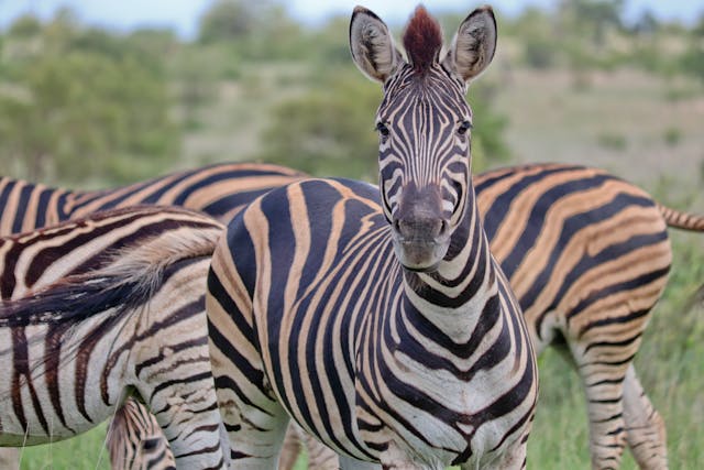 National Zoological Gardens