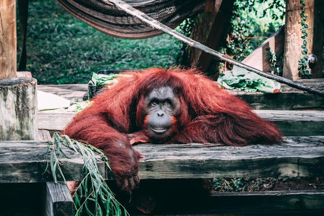 Columbus Zoo and Aquarium