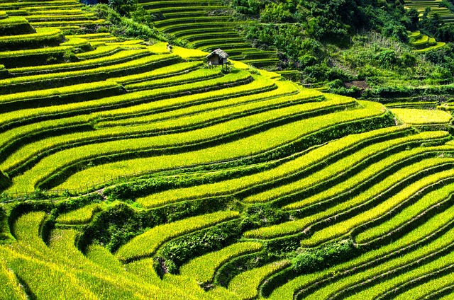 The Tegallalang Rice Terraces, Ubud